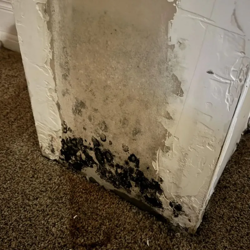 Professional Mold Removal in San Felipe Pueblo, NM